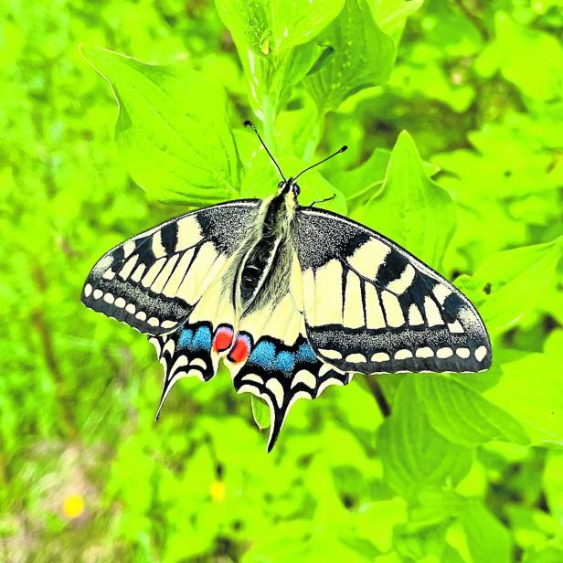 ++ HANDOUT ++ SCHWALBENSCHWANZ IST SCHMETTERLING DES JAHRES 2025 ++ HANDOUT ++ SCHWALBENSCHWANZ IST SCHMETTERLING DES JAHRES 2025