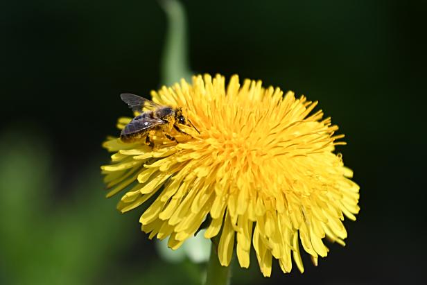 ++ THEMENBILD ++ INSEKTEN / BIENE / BLÜTEZEIT / PFLANZEN / BESTÄUBUNG ++ THEMENBILD ++ INSEKTEN / BIENE / BLÜTEZEIT / PFLANZEN / BESTÄUBUNG