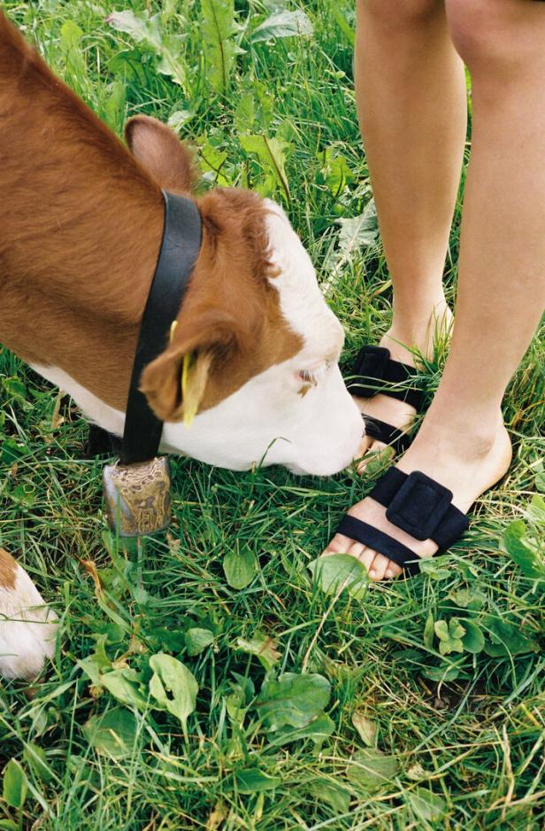Eine Kuh grast im Gras neben den Füßen einer Person in Sandalen.