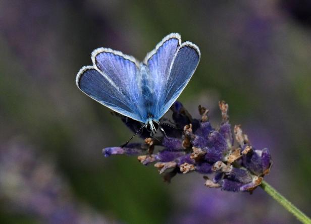 Lavendel-Ernte in Thüringen