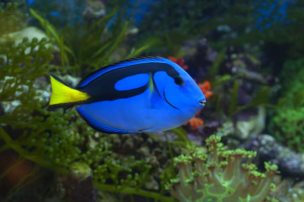Regal blue tang