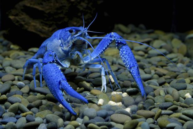 Blue Crayfish in the aquarium