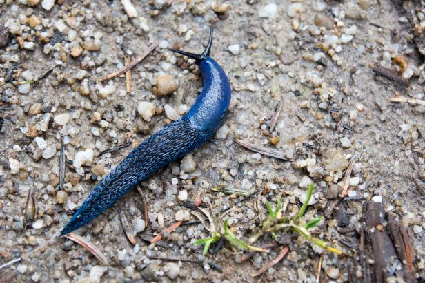 Blue slug on the ground