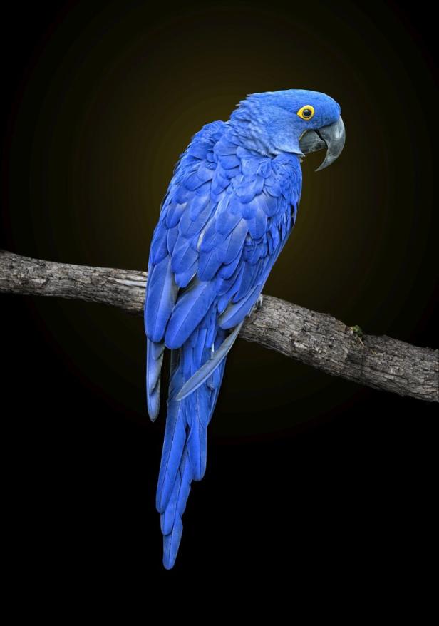 Blue hyacinth macaw, Anodorhynchus hyacinthinus or hyacinthine macaw,  on tree branch , looking over shoulder, isolated on black background