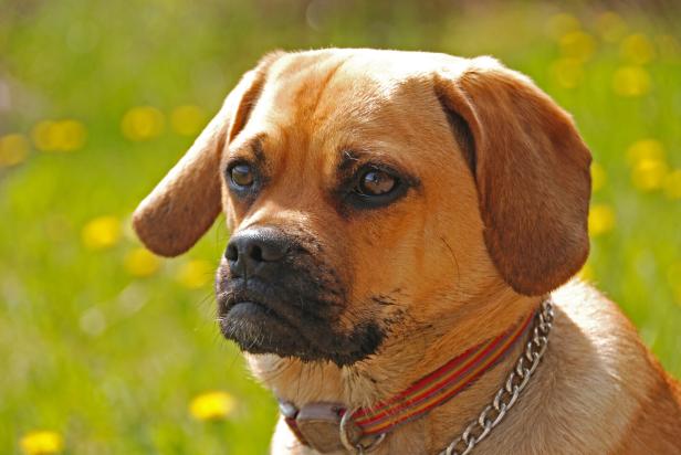 Puggle