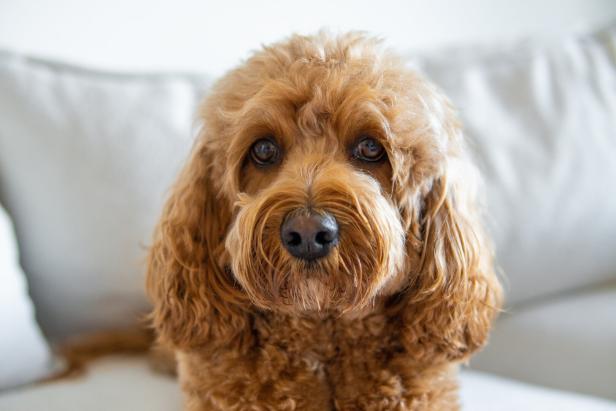 Cavapoo dog, mixed -breed of Cavalier King Charles Spaniel and Poodle