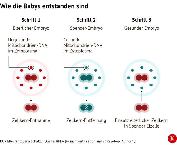 Grafik zur Mitochondrien-Ersatztherapie Grafik zur Mitochondrien-Ersatztherapie