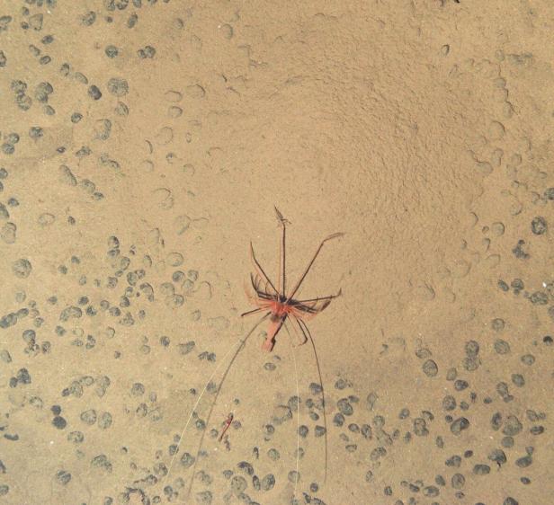 Eine Tiefsee-Garnele neben Manganknollen in der Clarion-Clipperton-Zone, einem besonders rohstoffreichen Gebiet im Pazifik.