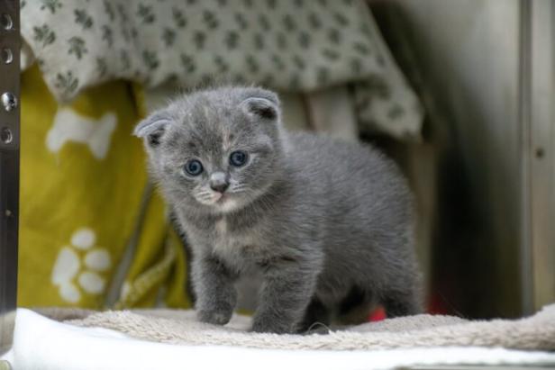 gerettetes graues Katzenbaby