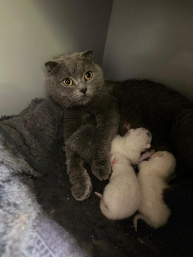 gerettete Katze mit ihren Babys