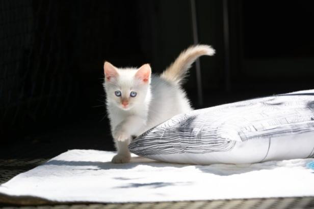 weißes Katzenbaby