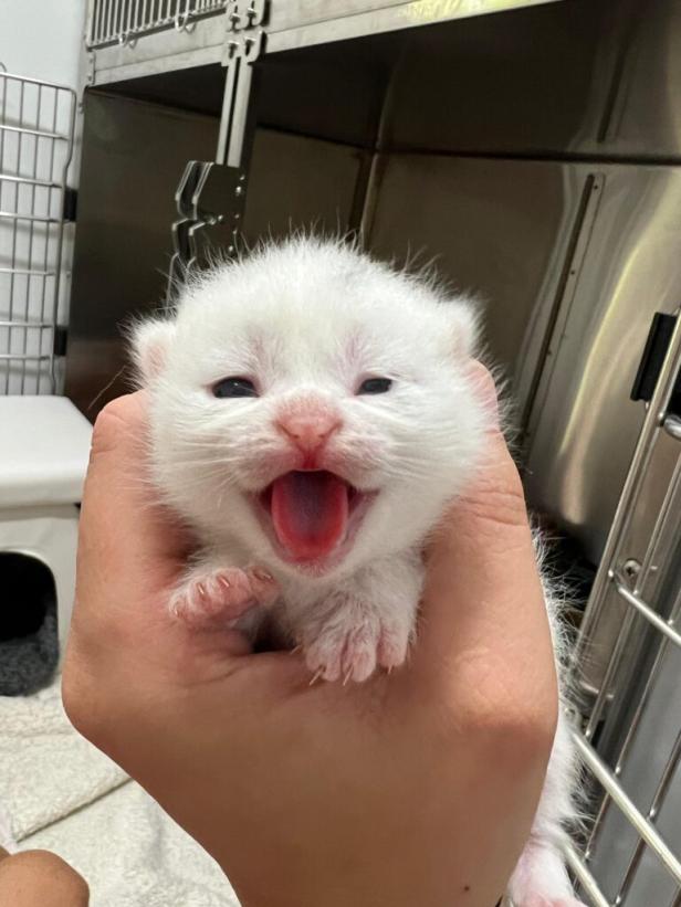 weißes Katzenbaby in Hand