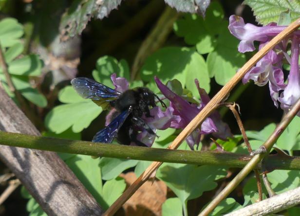 ++ HANDOUT ++ WÄRMERES KLIMA ERLEICHTERT NEUEN ARTEN ANSIEDLUNG IN VORARLBERG