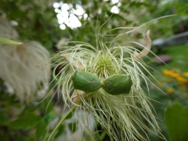 ++ HANDOUT ++ WÄRMERES KLIMA ERLEICHTERT NEUEN ARTEN ANSIEDLUNG IN VORARLBERG