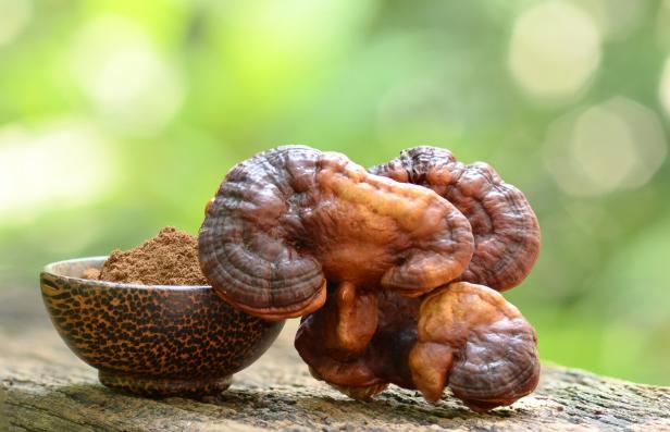 Reishi- oder Lingzhi-Pilz und Pulver auf natürlichem Hintergrund.