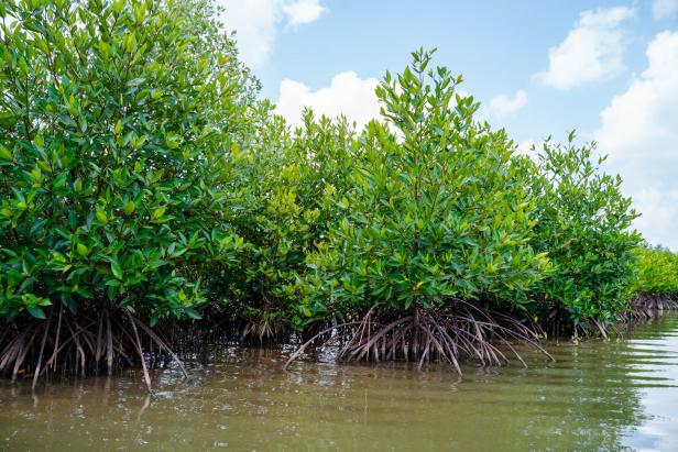 Mangrovenwald Vietnam