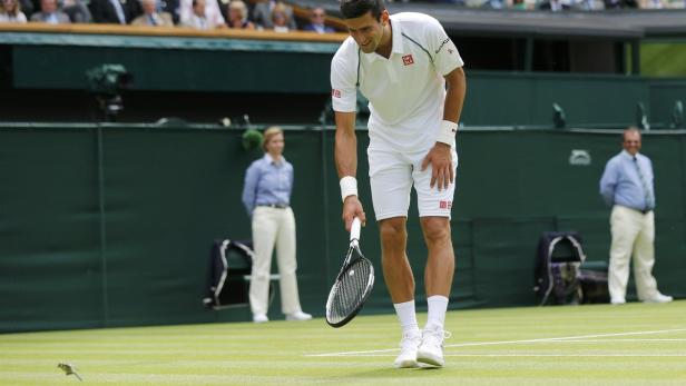Novak Đoković blickt auf einen kleinen Vogel auf dem Tennisplatz.