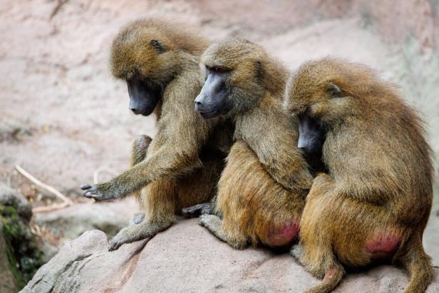 Guinea-Paviane im Tiergarten Nürnberg ++ ARCHIVBILD ++ Guinea-Paviane im Tiergarten Nürnberg