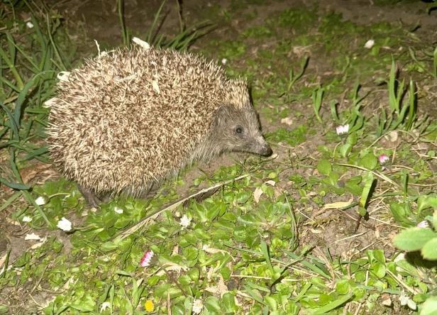 Igel und insbesondere deren Jungtiere sind häufig der Gefahr durch autonome Mähroboter ausgesetzt. Nachtfahrverbot für Mähroboter soll Igel schützen.