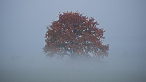 Ein Baum mit herbstlichem Laub steht im Nebel.