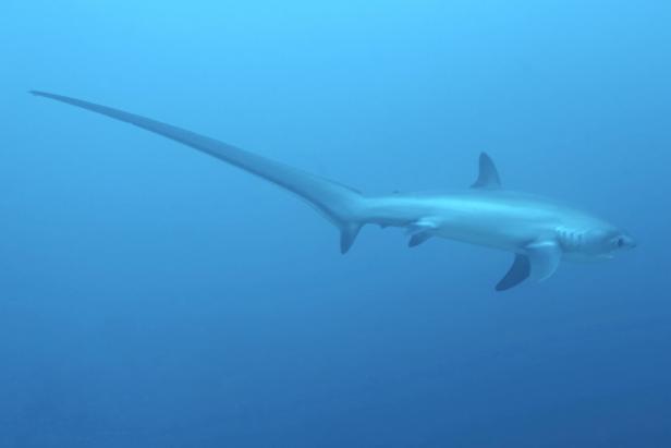 Close-up of a Thresher Shark in Kimud Shoal, Malapascua, Philippines