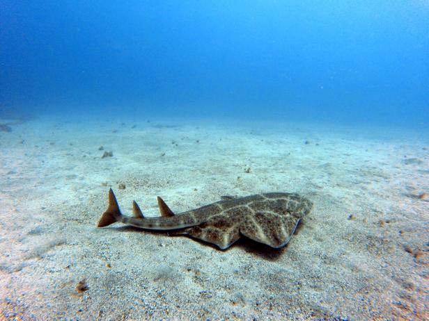 Angel shark during scuba diving in Tenerife