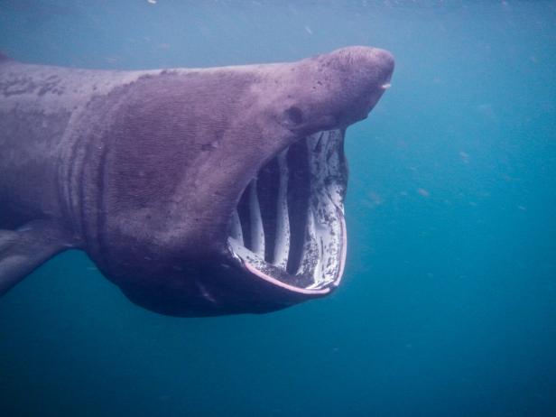Basking Shark 