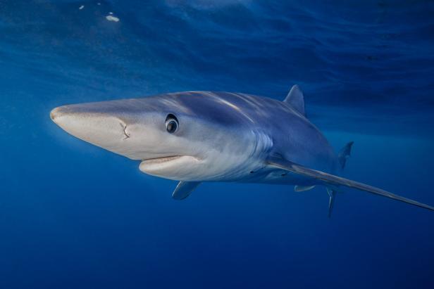 Blue Shark