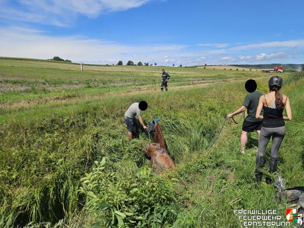 Ein Pferd wird von mehreren Personen aus einem Graben gerettet.