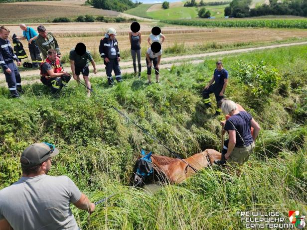 Die Feuerwehr rettet ein Pferd aus einem Graben.