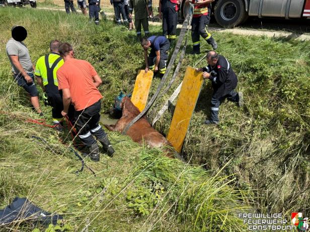 Die Feuerwehr rettet ein Pferd aus einem Graben.