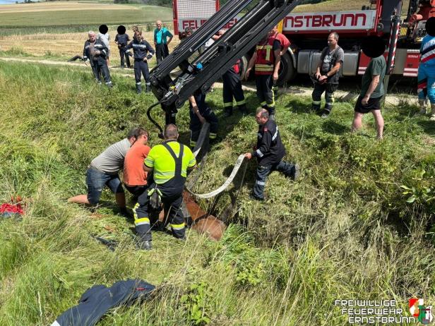 Die Feuerwehr Ernstbrunn führt eine Tierrettung durch.
