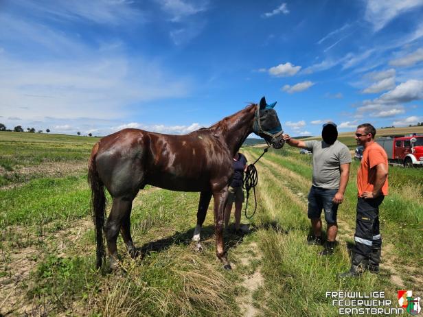 Ein braunes Pferd wird von zwei Männern auf einem Feld betreut.