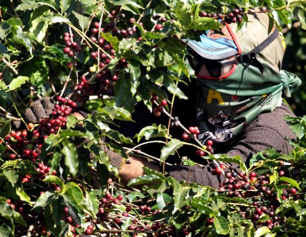 FILE PHOTO: A worker collects arabica coffee beans at a farm in Alfenas FILE PHOTO: A worker collects arabica coffee beans at a farm in Alfenas