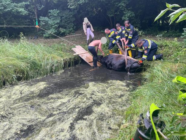 Feuerwehrleute bergen eine Kuh aus einem mit Algen bedeckten Gewässer.