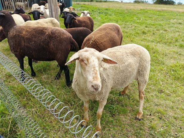 Eine Gruppe von Schafen steht auf einer grünen Wiese.
