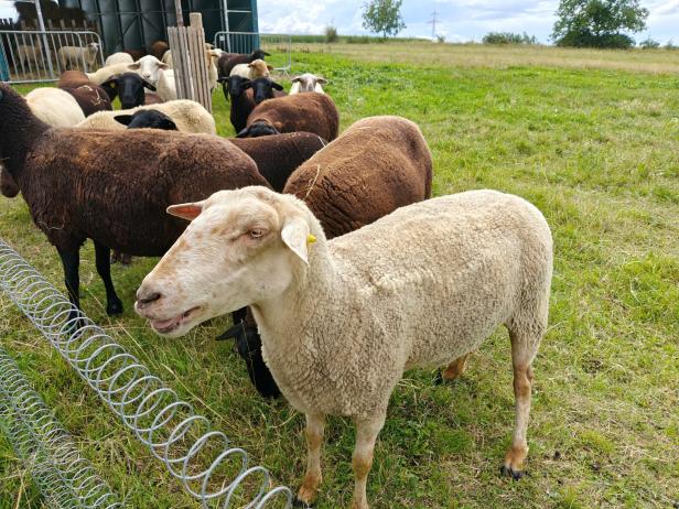 Eine Schafherde grast auf einer grünen Wiese.