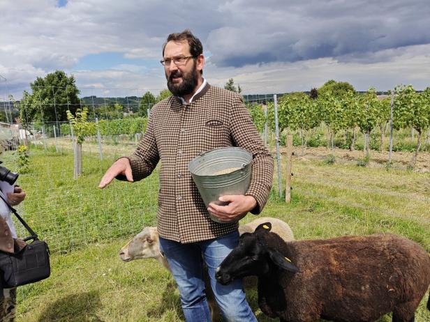 Ein Mann mit Bart füttert Schafe in einem Weinberg während der „Sommergenusstour Weinviertel“.