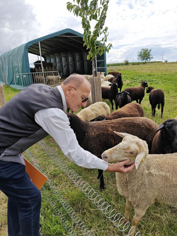 Ein Mann streichelt ein Schaf auf einer Weide im Weinviertel.