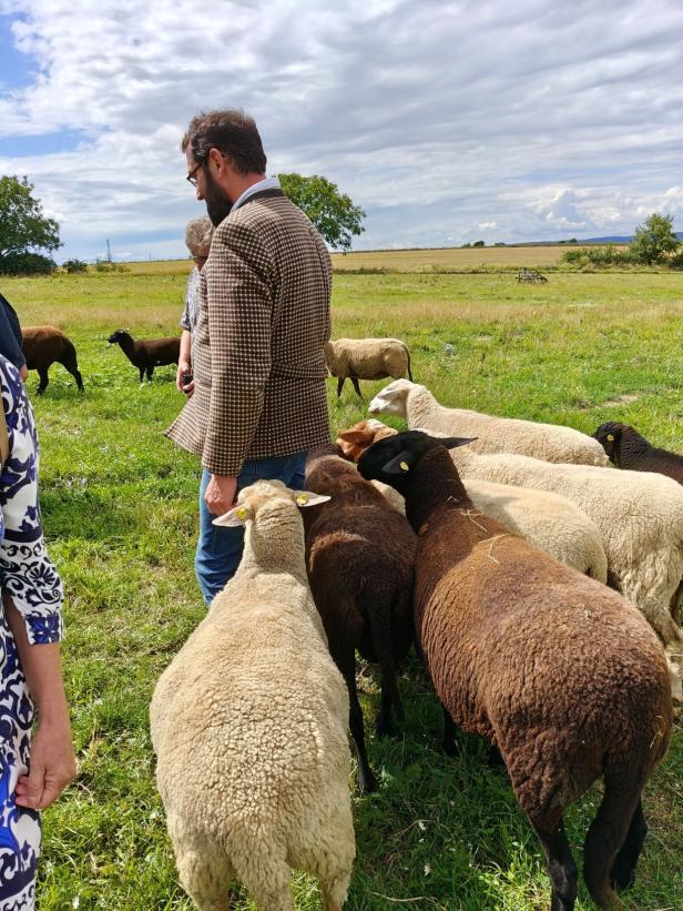 Eine Gruppe Schafe steht auf einer grünen Wiese, während ein Mann sie betrachtet.