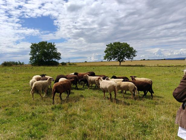 Eine Schafherde grast auf einer Wiese im Weinviertel.