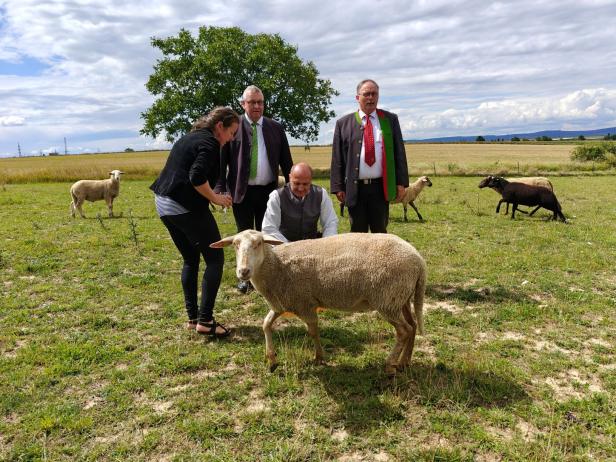Eine Gruppe von Personen steht mit Schafen auf einer Wiese im Weinviertel.