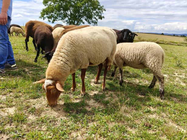 Eine Herde Schafe grast auf einer grünen Wiese im Weinviertel.