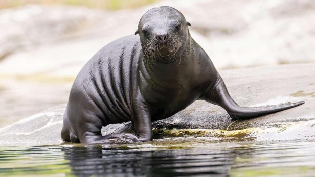Baby-Robbe