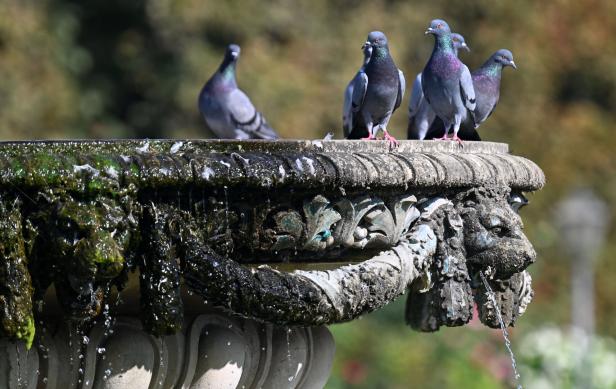 Tauben sitzen auf einem Brunnen