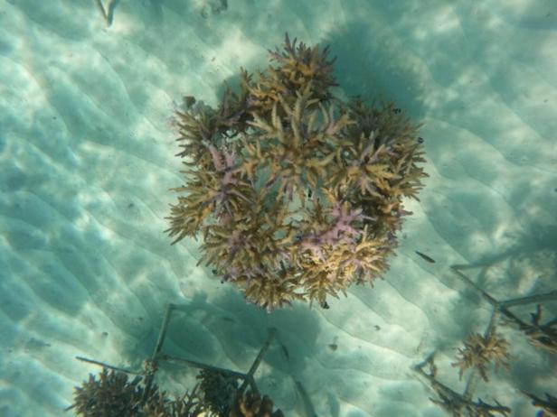 Der fertige „Korallenkorb“ im Wasser.
