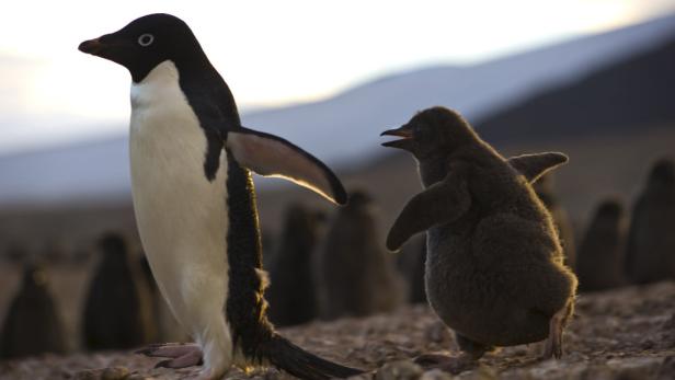 "Universum": Bilder von eisigen Welten