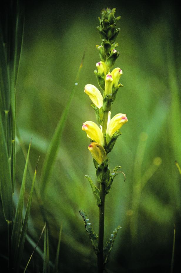 Folgen des Klimawandels