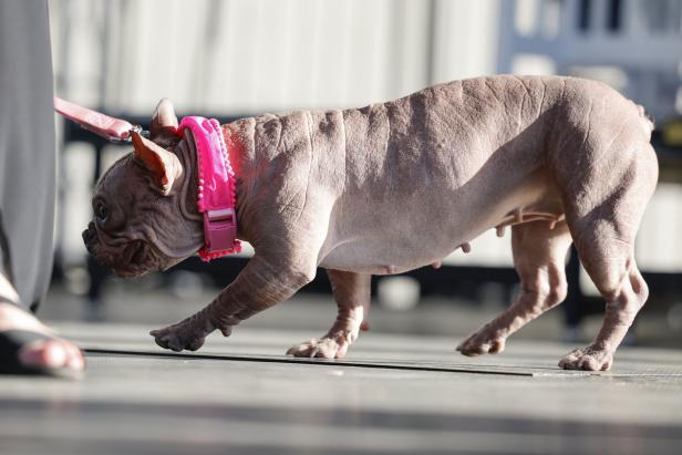 2025 Worlds Ugliest Dog Contest in California