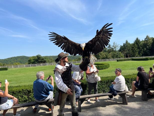 Ein Weißkopfseeadler landet mit weit ausgestreckten Flügeln auf dem Arm eines Falkners.